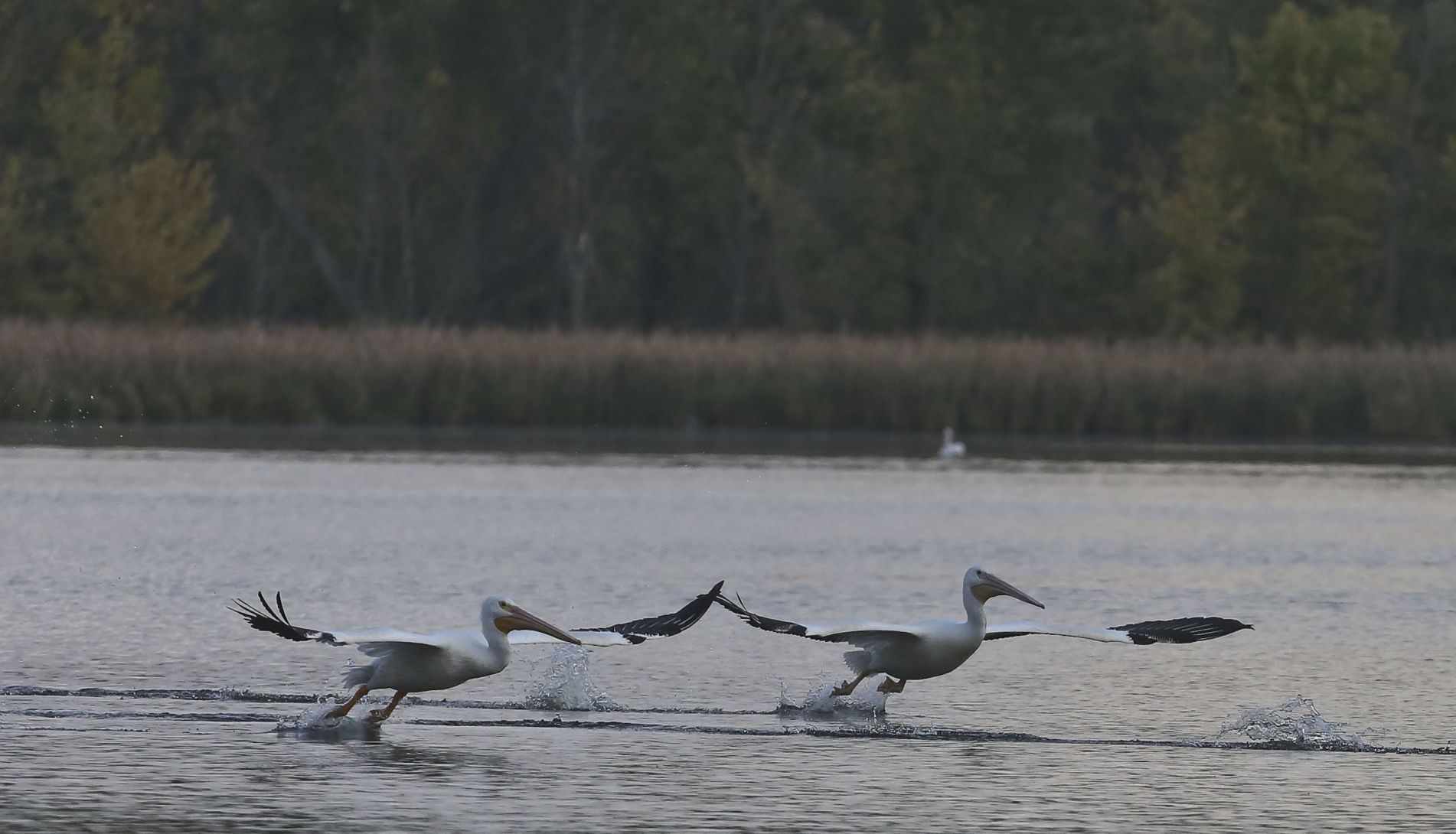 Pelicans 5 10.10.18.jpg